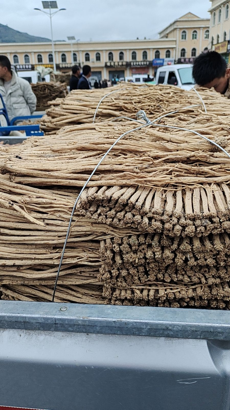 定西无硫党参