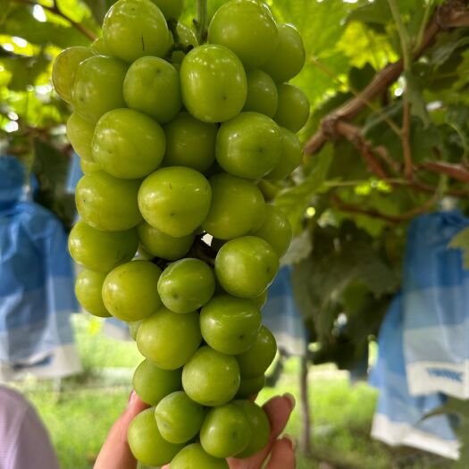 登封市一级果阳光玫瑰