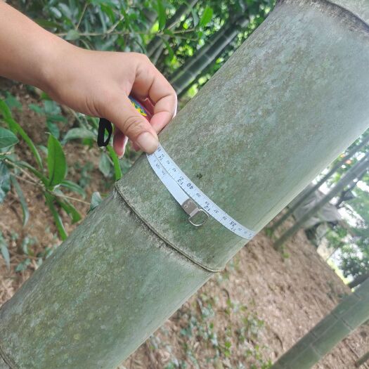 大量毛竹9－16米，接受在线预定，欢迎咨询