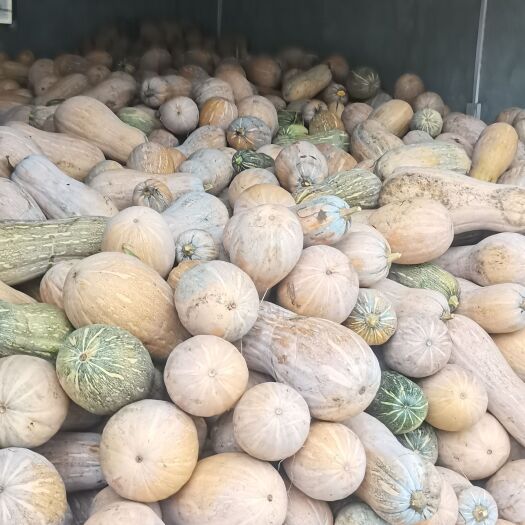老河口市蜜本老南瓜