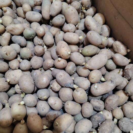 荷兰十五秋季土豆种子