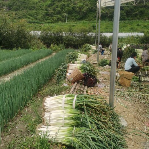 冕宁县凉山大葱