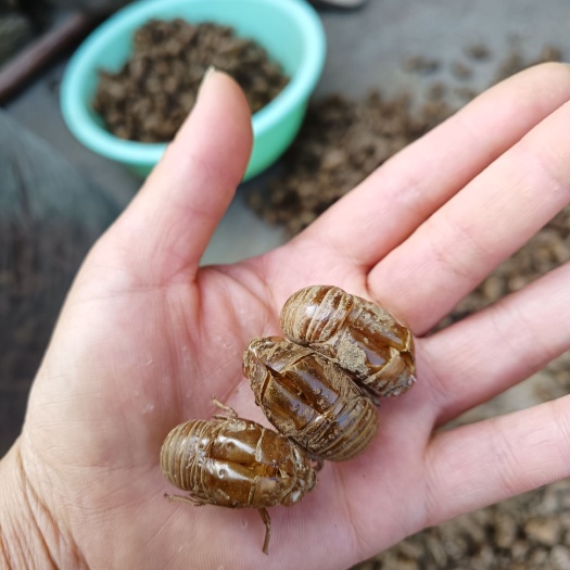 蝉蜕一一蝉壳大壳半沙半泥一斤起批发产地直发
