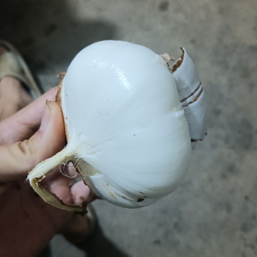 桂林黄泥巴 凉薯 大量现货上市