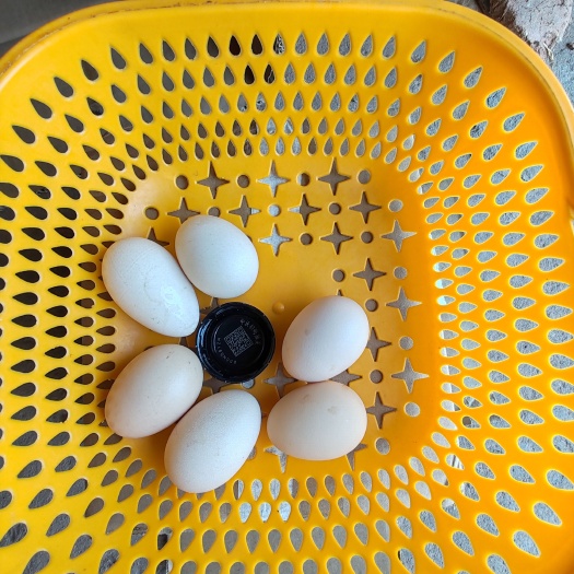 简阳市正宗土鸡蛋 土鸡售卖