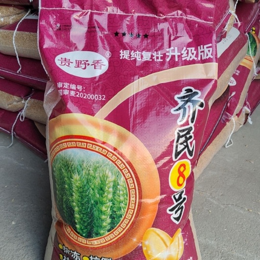 齐民8号最新国审提纯复壮抗寒抗病突出，产量突出