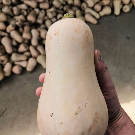 城固县奶油南瓜，甜面糯。货量大，质量好。产地代收代发。