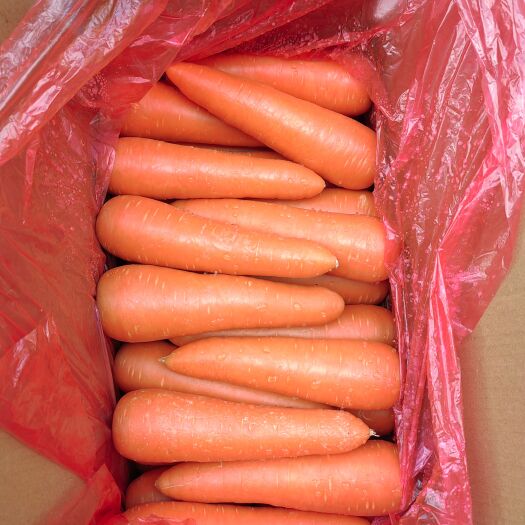 平度市大红胡萝卜 保鲜胡萝卜 水洗精品