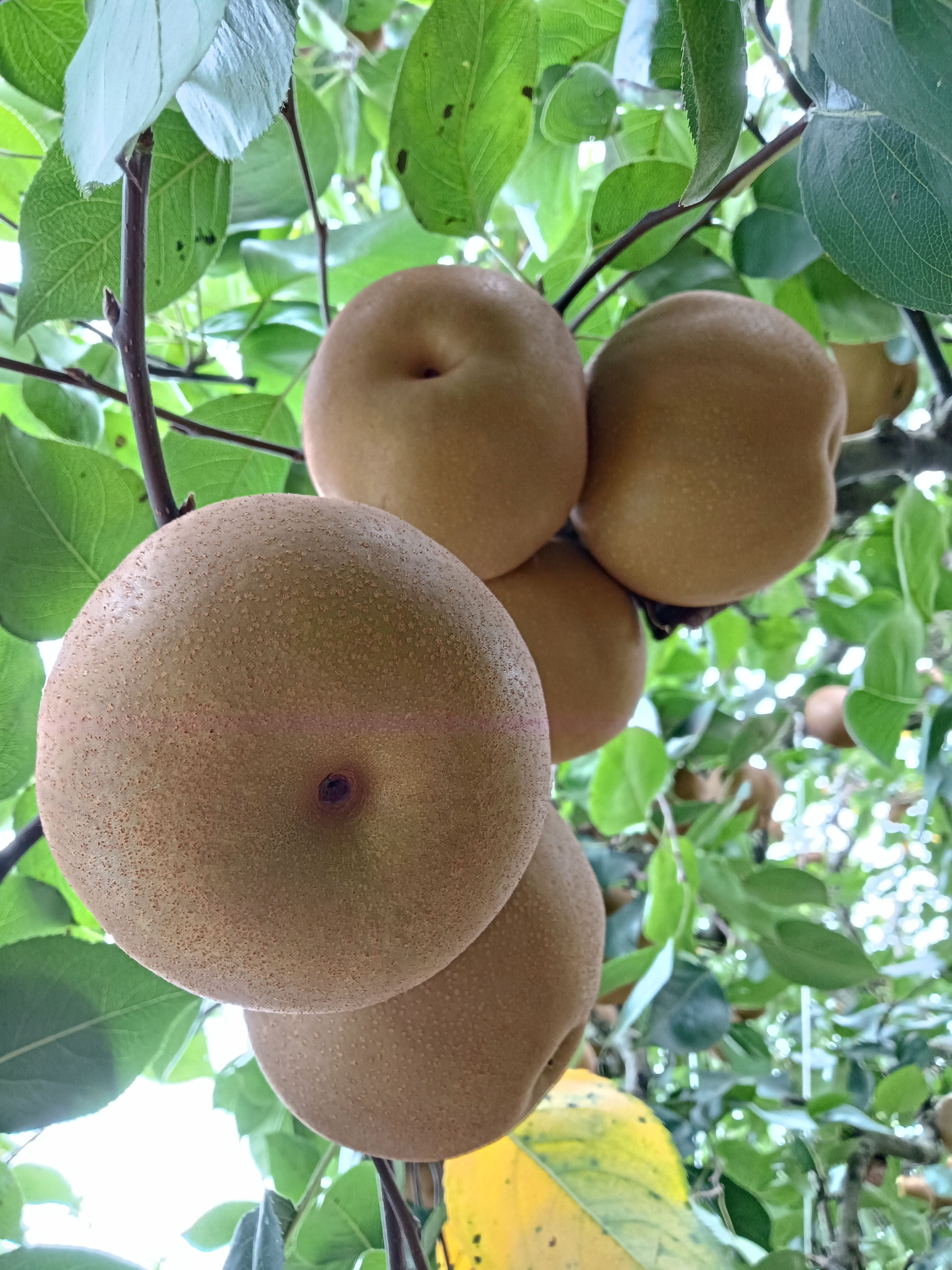 钟祥市旧口镇砂梨大量现货，对接全国各地批发市场，零售商