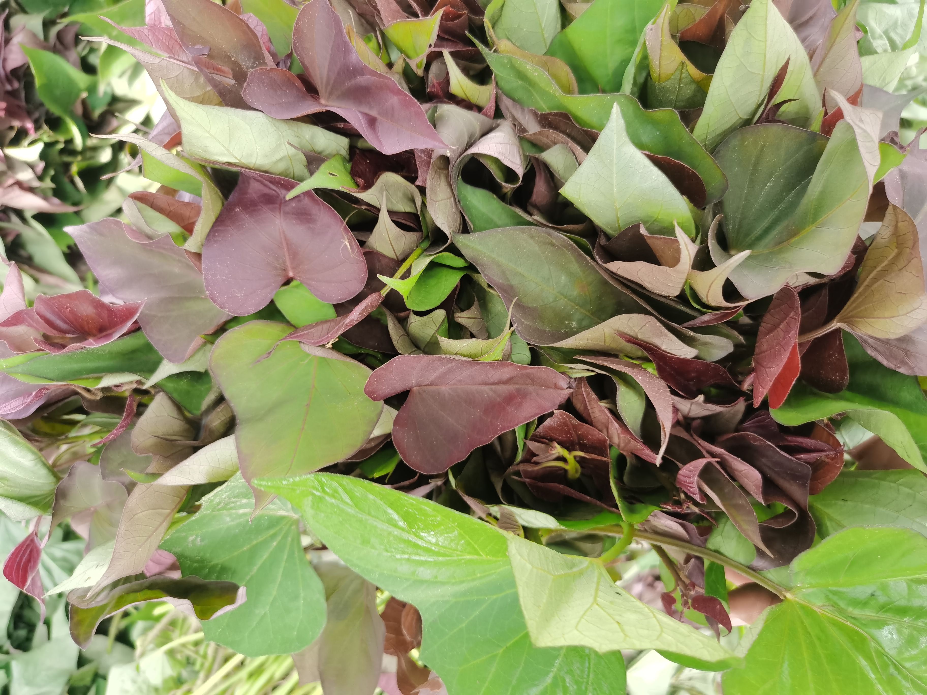 大田脱毒西瓜红苗