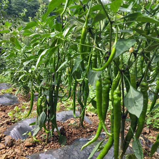 昭通出售线椒，螺丝椒