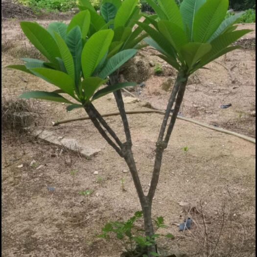 儋州市鸡蛋花
