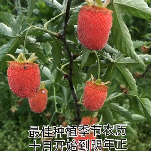 磐安县掌叶覆盆子