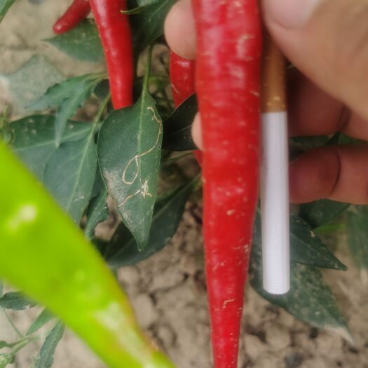文水县鲜辣椒，红色，绿色均可