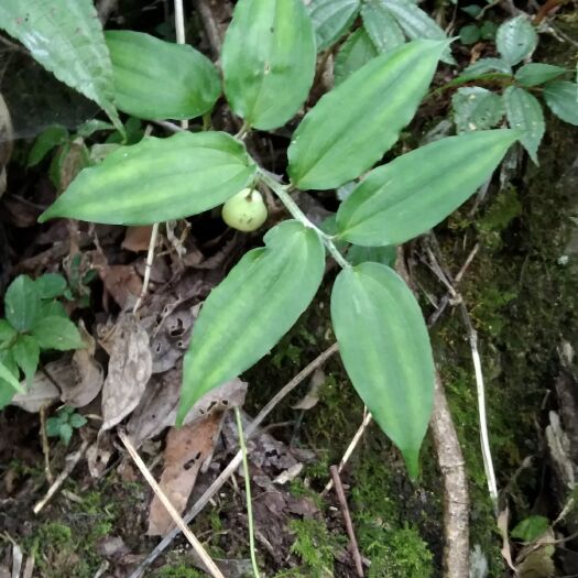 纳雍县小玉竹竹根七贵州毕草原生太山货现挖全草