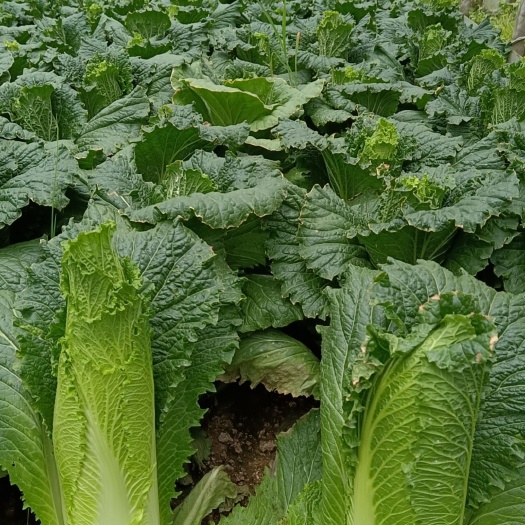 绍菜