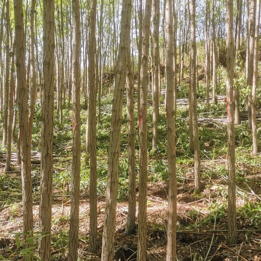 康乐县旱柳 柳树4—6公分