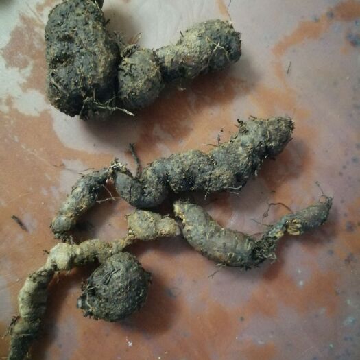苍梧县三叶青（金线吊葫芦）