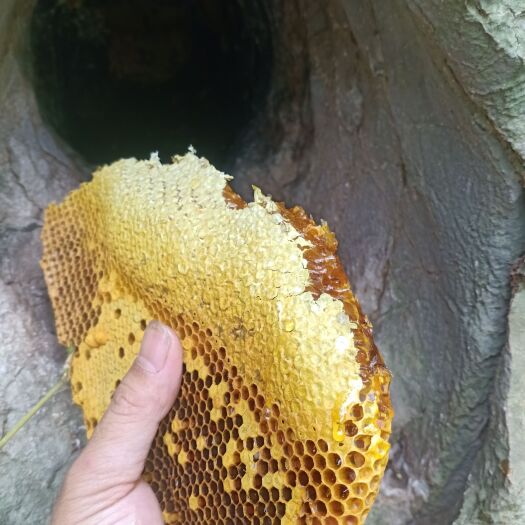凭祥市天然野生蜂蜜
