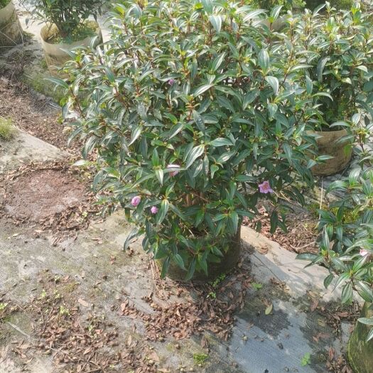 揭阳巴西牡丹