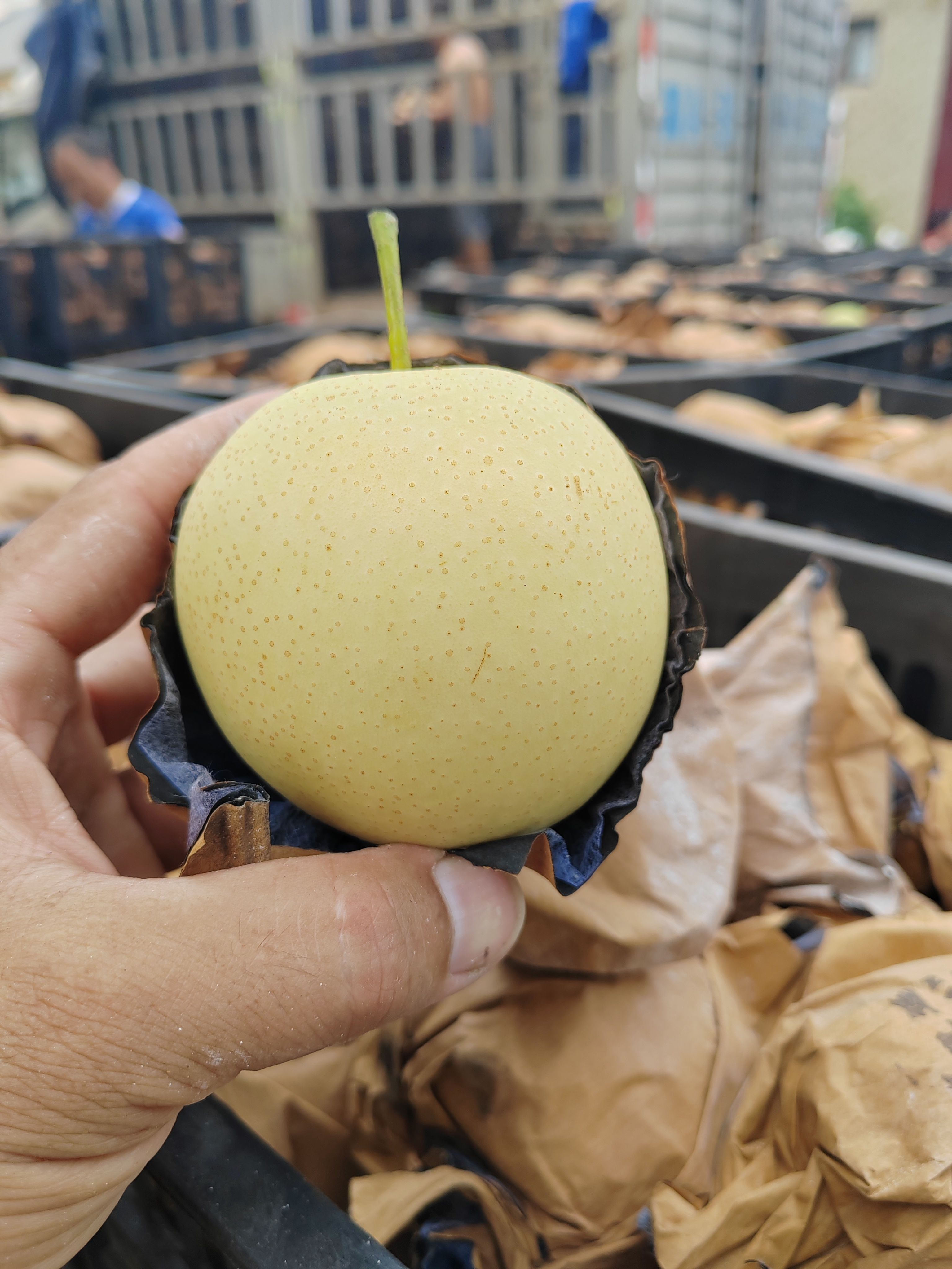 自然成熟皇冠梨，生长期长短决定口感