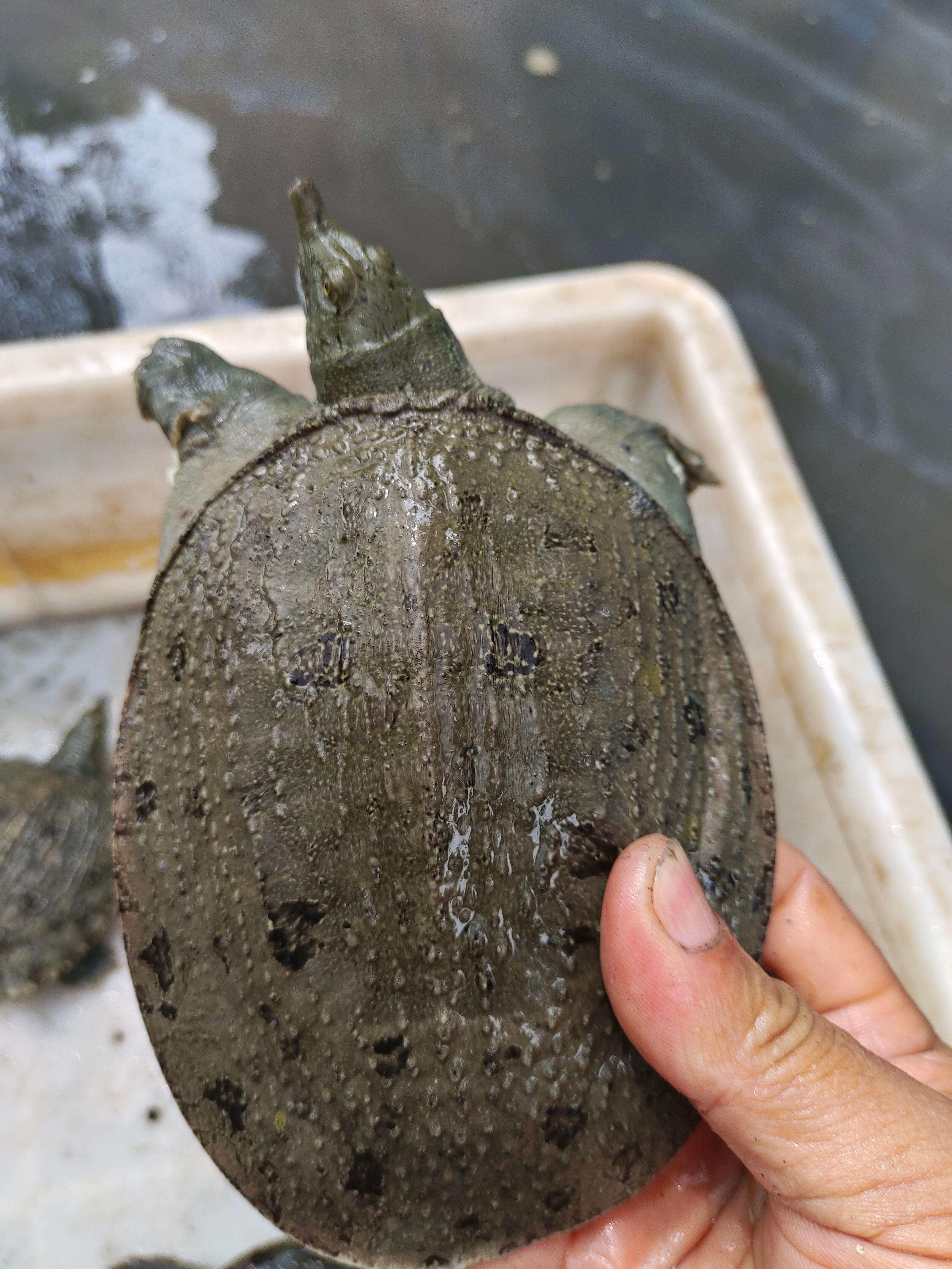 基地直供50克一100克甲鱼苗