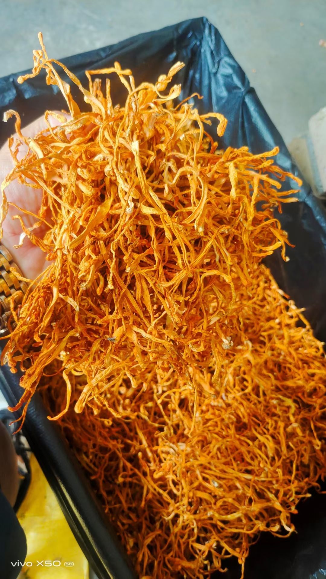 东北虫草花金虫草无硫中粗大长条孢子头各等级批发