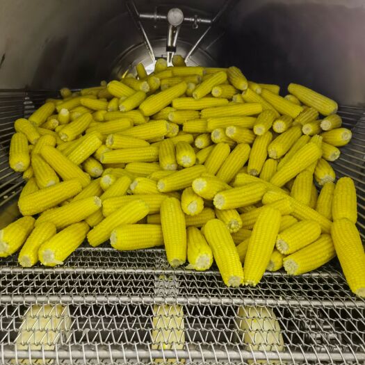 保定速冻甜糯玉米