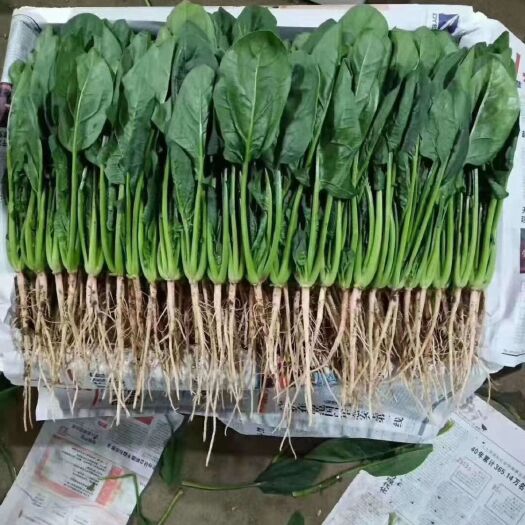 滑县（推荐)河南精品黑油亮菠菜