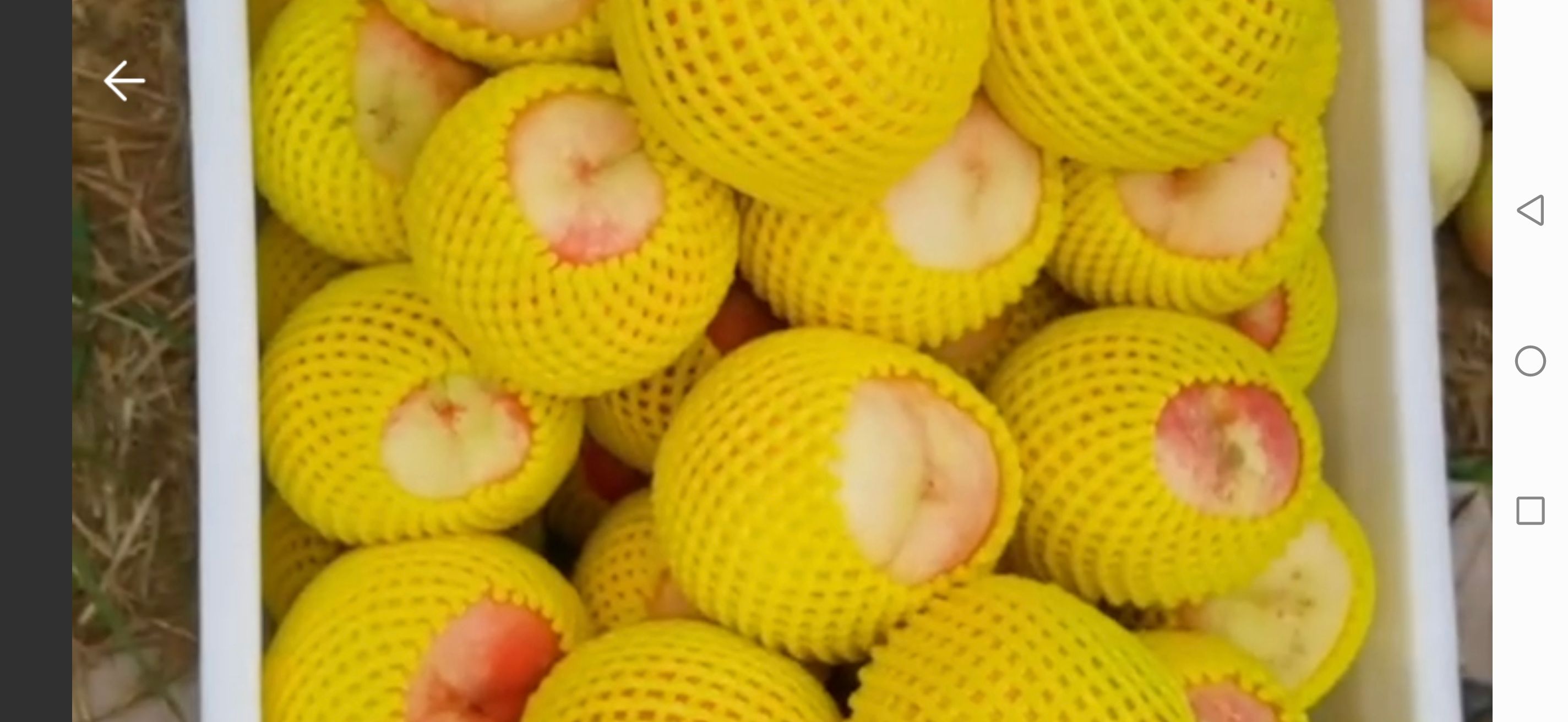 桃