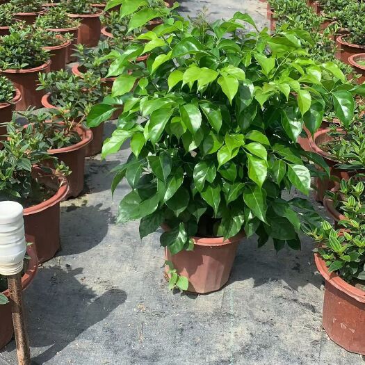 漳州幸福树高度约50-60公分