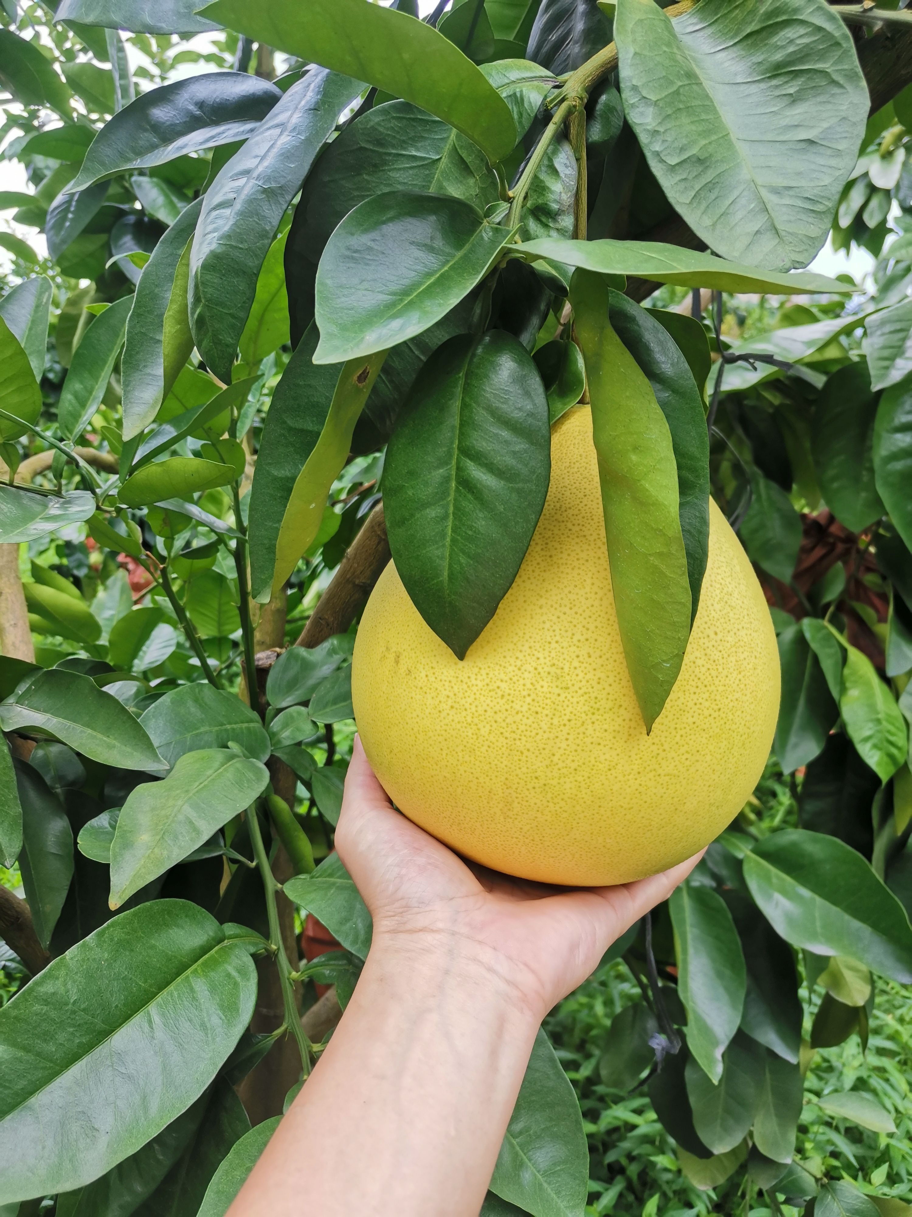 《好货热卖》平和三红柚，产地直发