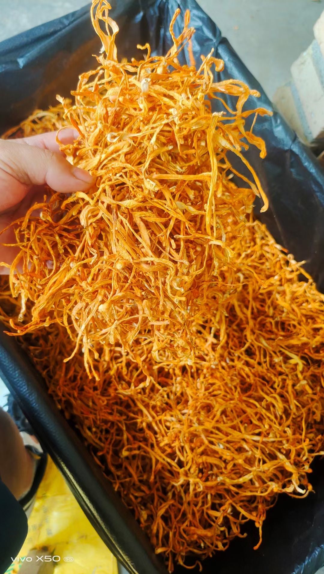 东北虫草花金虫草无硫中粗大长条孢子头各等级批发