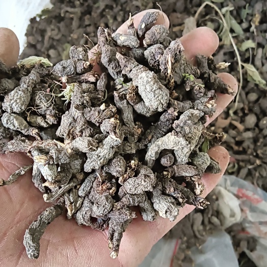 宁强县天葵子（干净无杂）当季新货懂得下手
