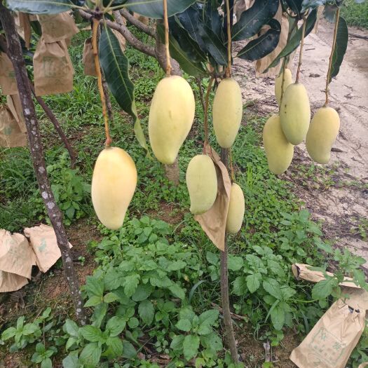 景东县果品香甜，口感细腻，含糖量24