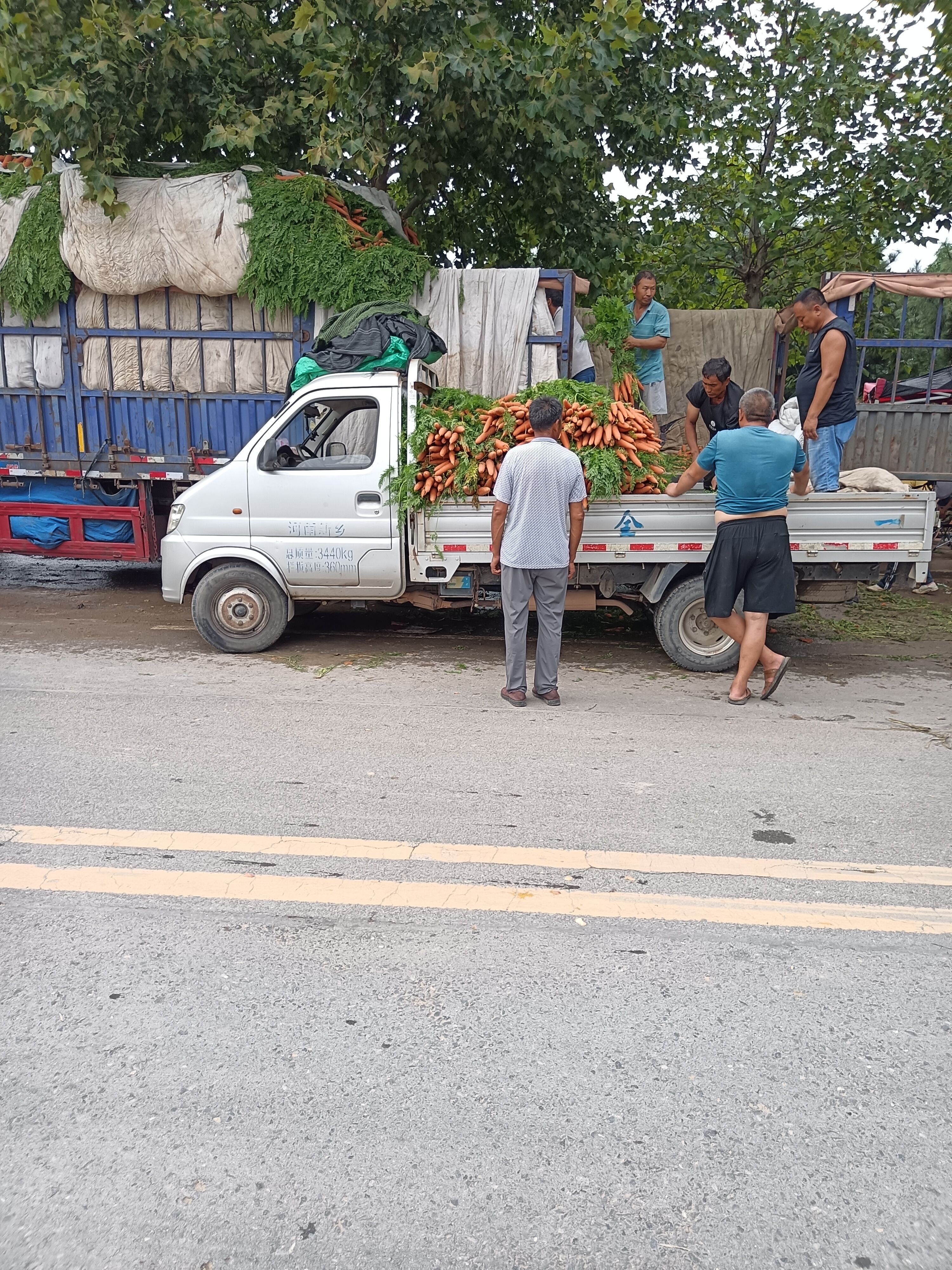 三红胡萝卜  郑州中牟胡萝卜上市