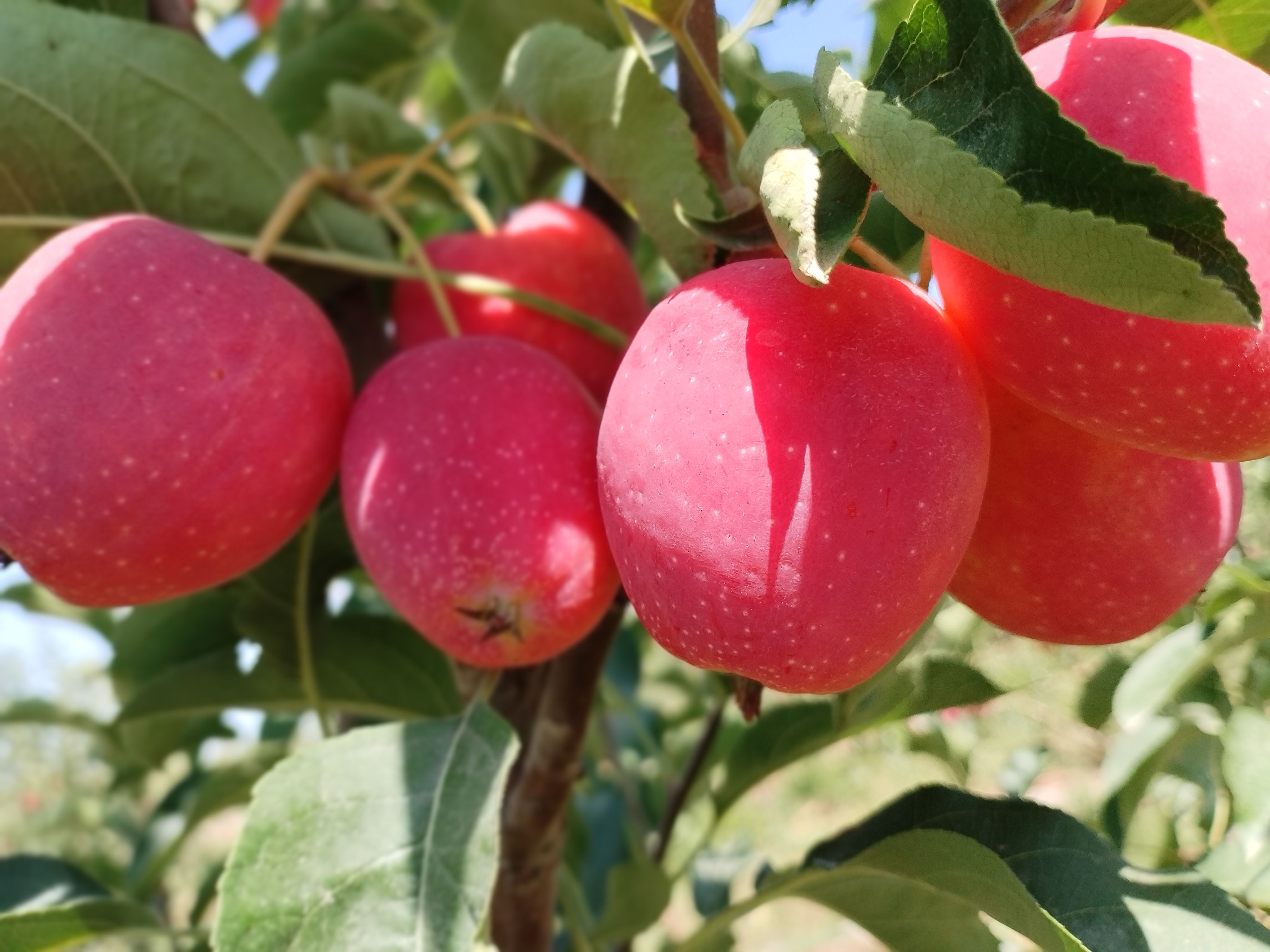 绿色无公害水果：香妃海棠品相：果红肉黄，鸡蛋大小