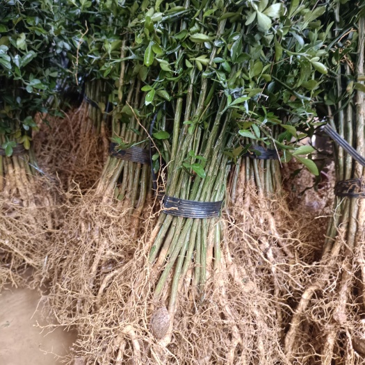 阳朔县枳壳苗枳壳实生苗，嫁接大苗