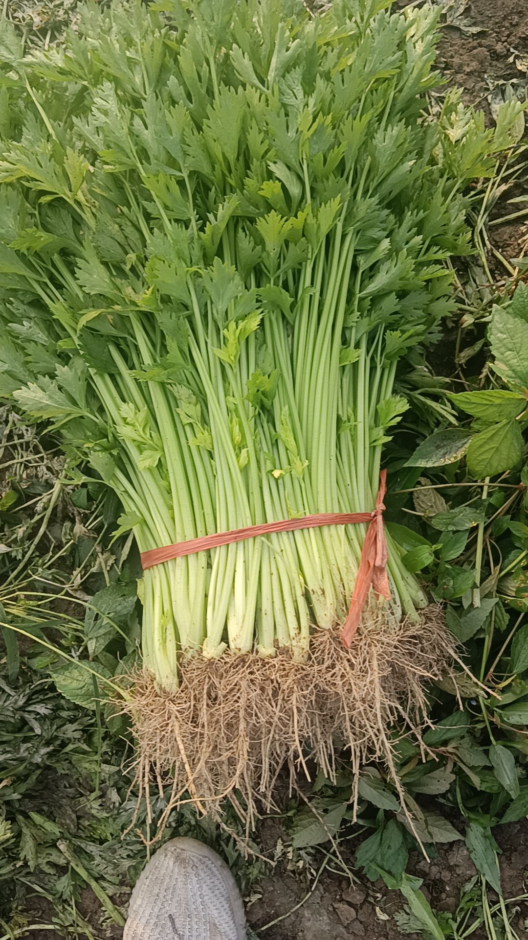 直播芹菜大量上市中可做山芹供农超集贸批发市场欢迎采购