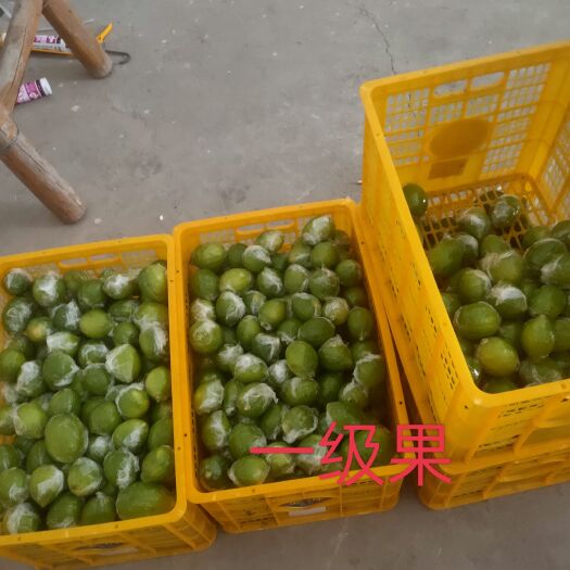 宾阳县广东香水无籽柠檬