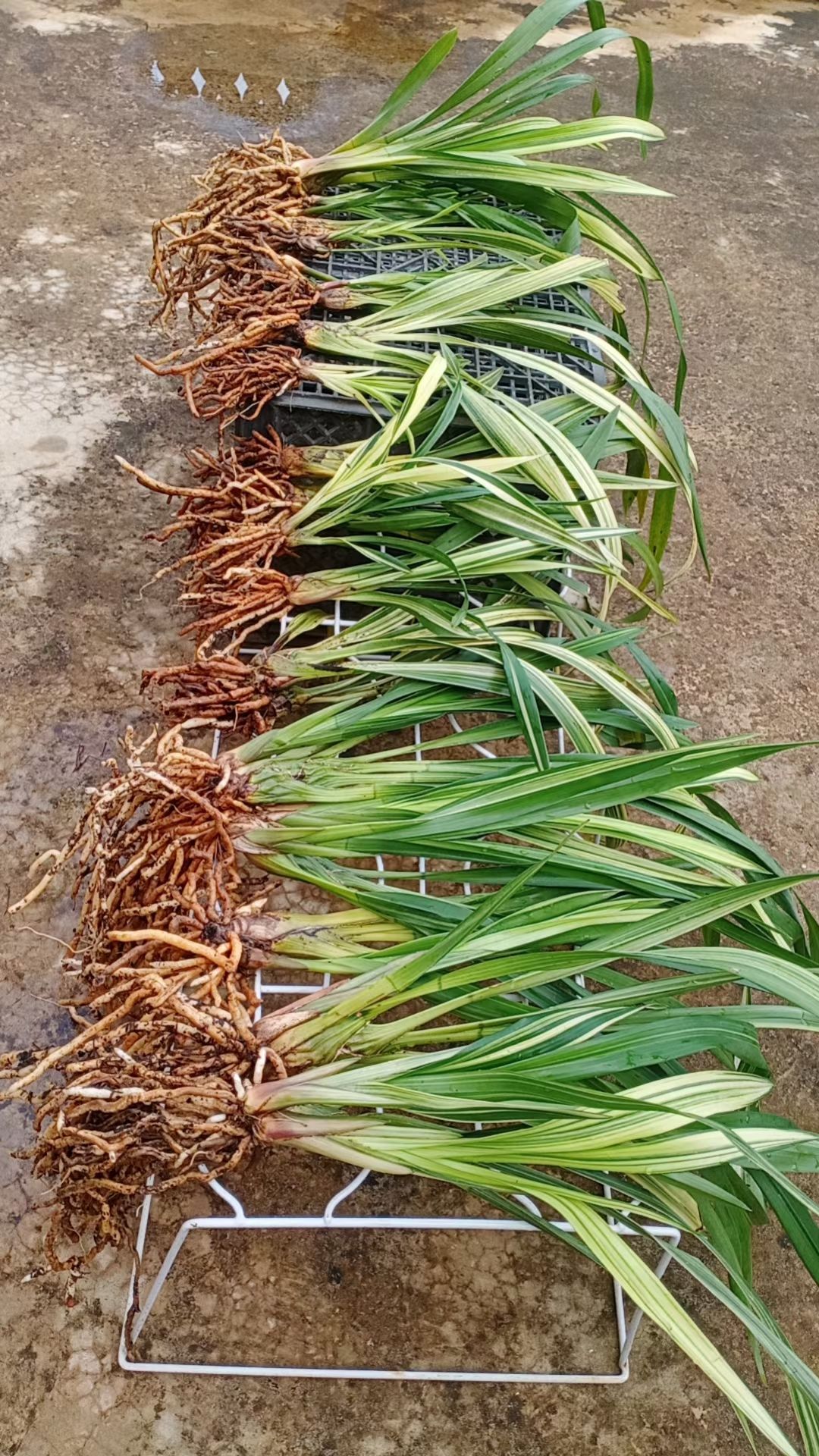 虎头兰叶花双艺可以批发， 零售