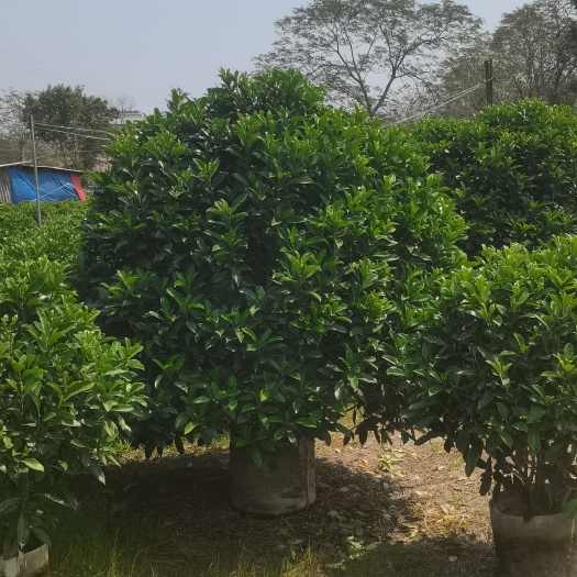 揭阳大小规格灰莉非洲茉莉