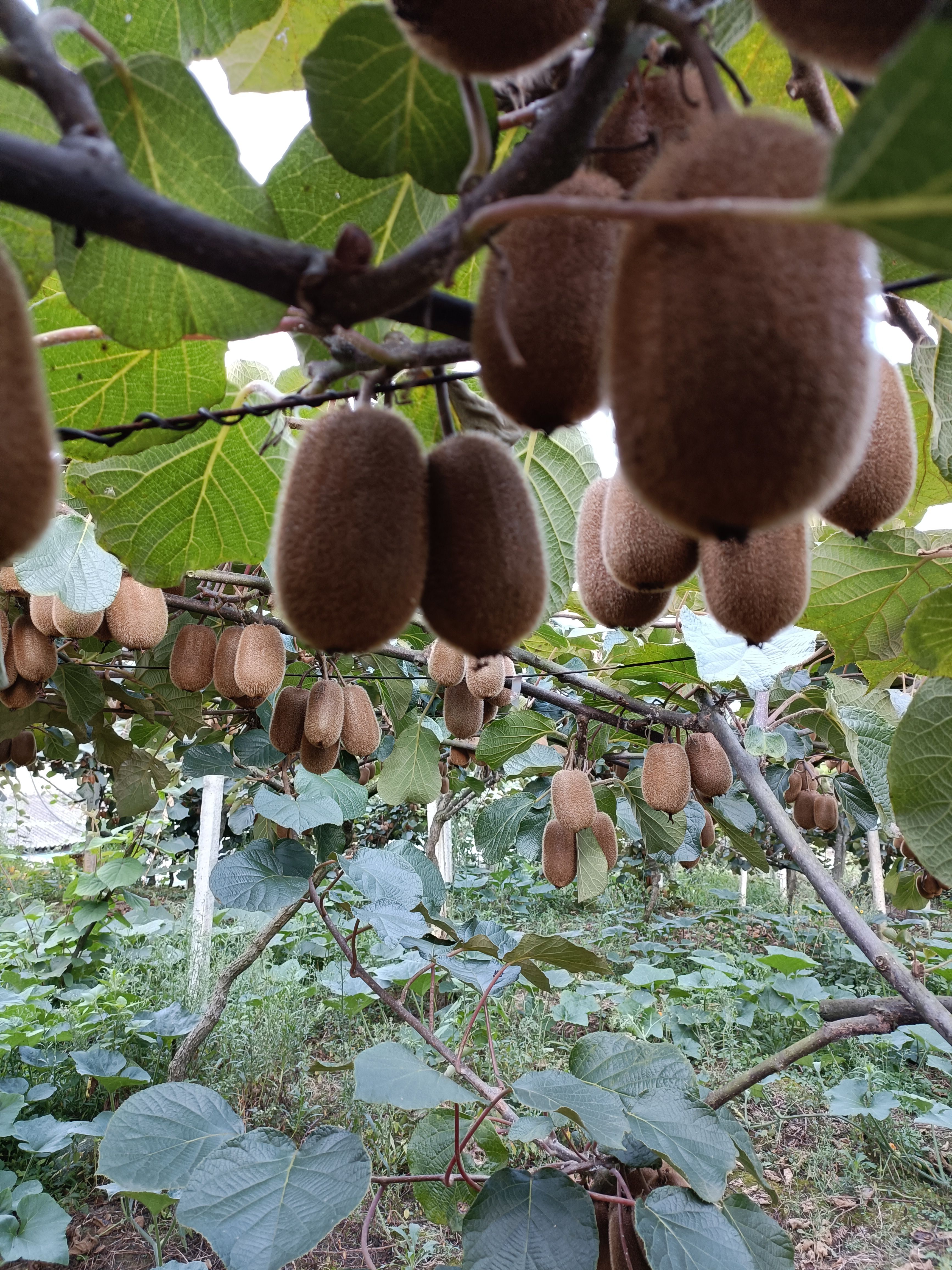 贵长猕猴桃还有一个月就成熟了，喜欢的老板可实地考察，量大从忧