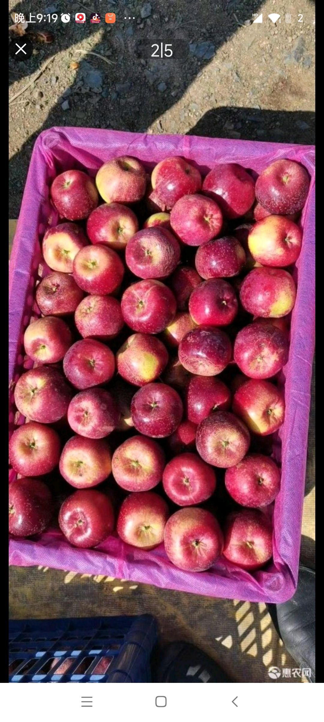 长白山丘陵地带生产出的优质，龙丰，鸡心果，等小苹果，色味俱佳