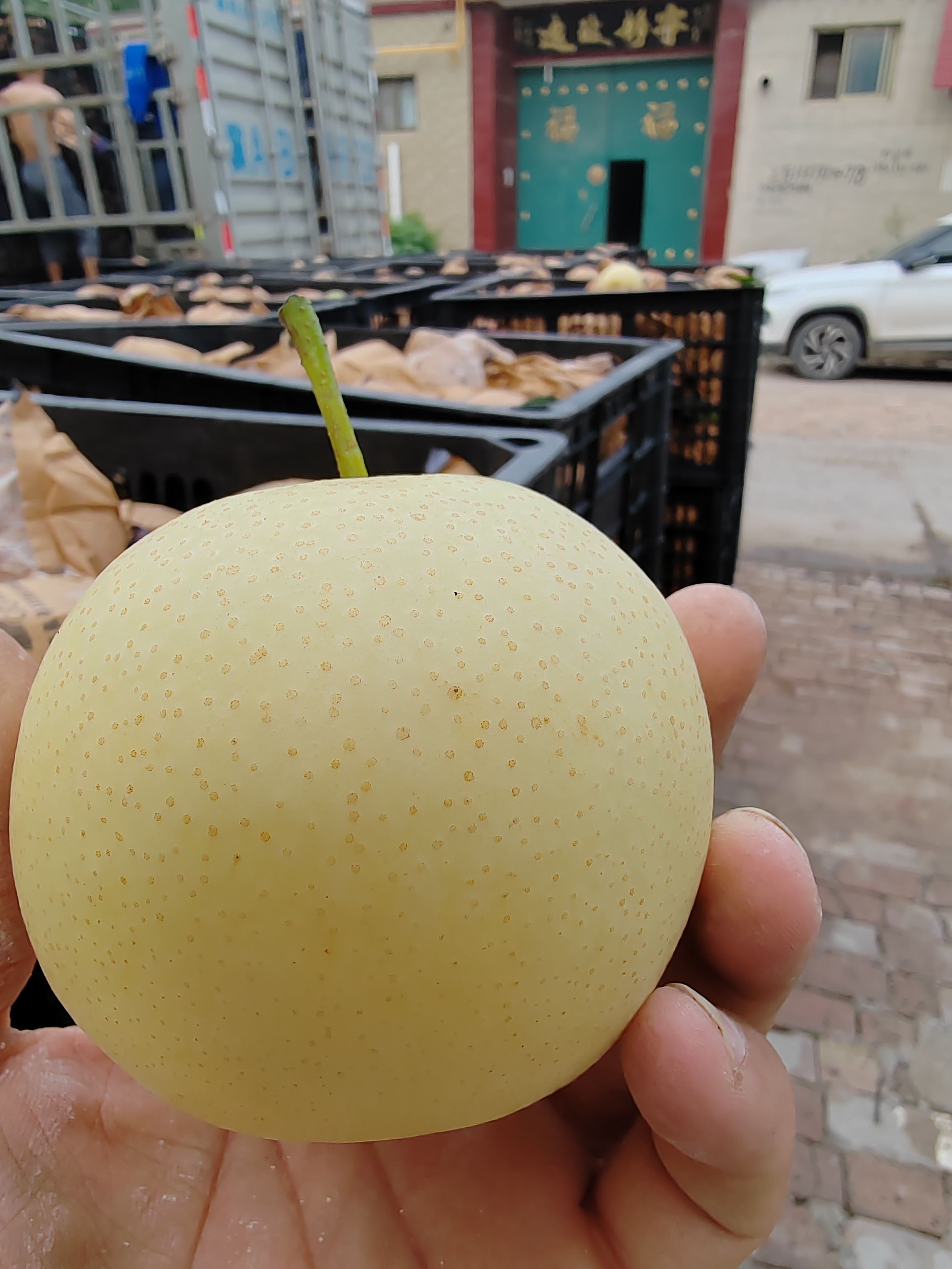 自然成熟皇冠梨，生长期长短决定口感