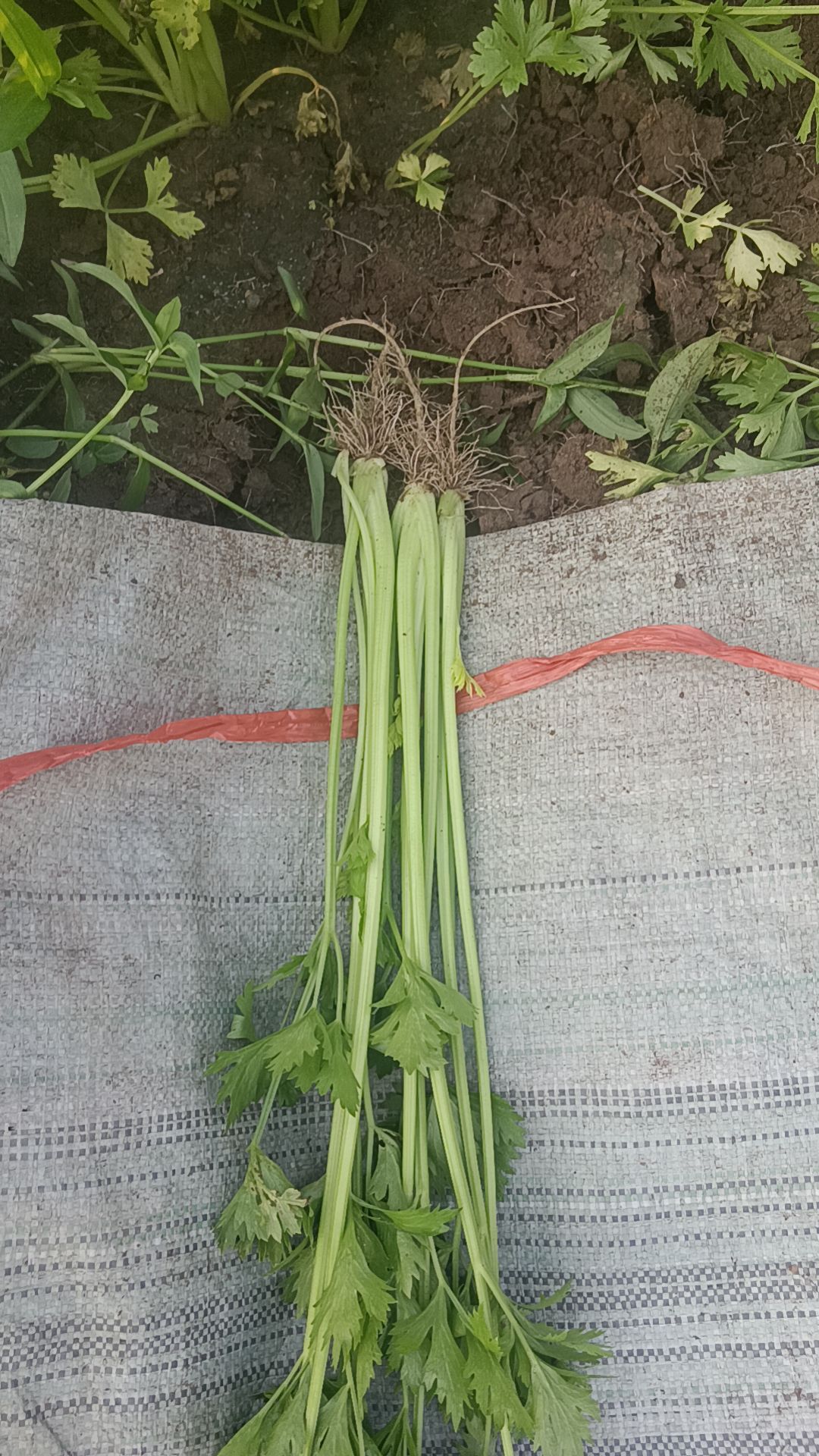 直播芹菜大量上市中可做山芹供农超集贸批发市场欢迎采购