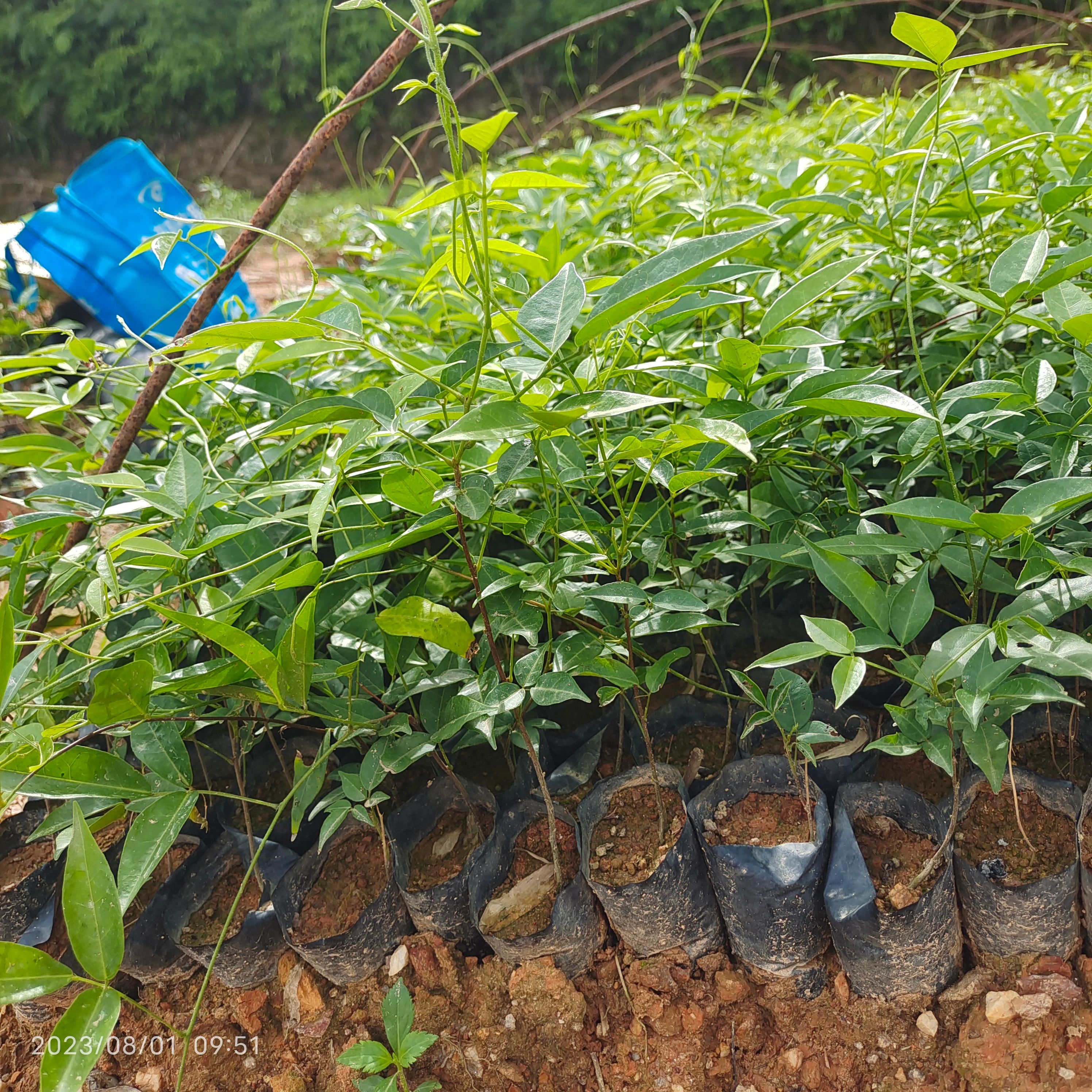 牛大力苗 改良小叶牛大力新苗杯苗专车配送到