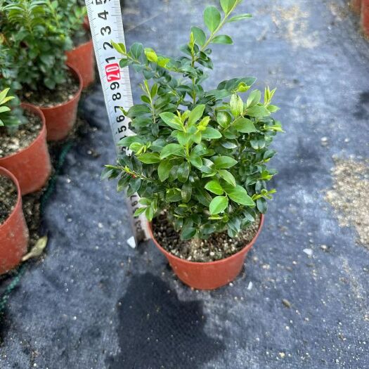 漳州小叶紫檀小丛林