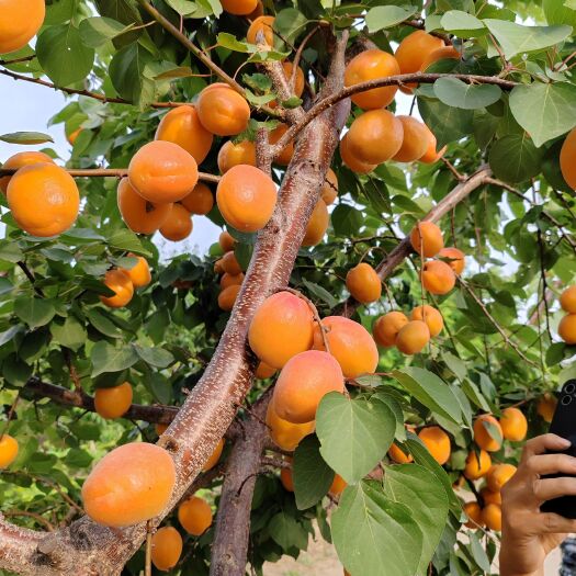 营口新品种杏树 果之鲜杏树苗 （纯真种苗）成活率高