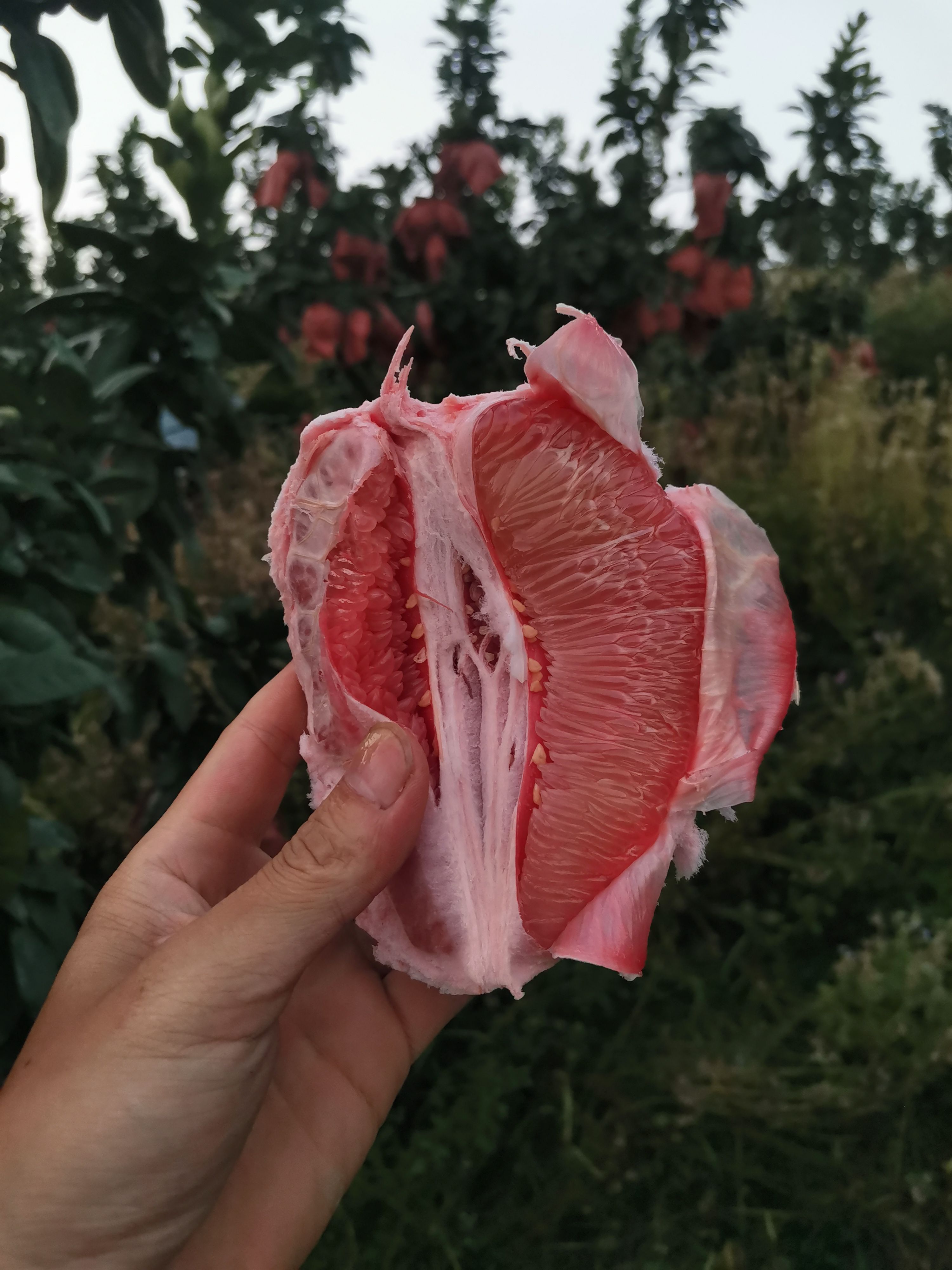 《好货热卖》平和三红柚，产地直发